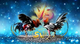 Sabung Ayam SVenus